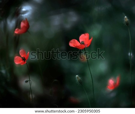 Scarlet flower.A colorful picture of gentle, airy poppies. Wild poppy in all its glory. Picturesque interior painting with poppies.