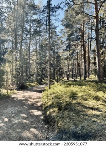 view of the pine forest in spring