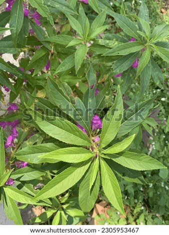 Pacar air plant (Impatiens balsamina) with purple flowers
