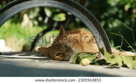 One cute cat having a rest in the yard