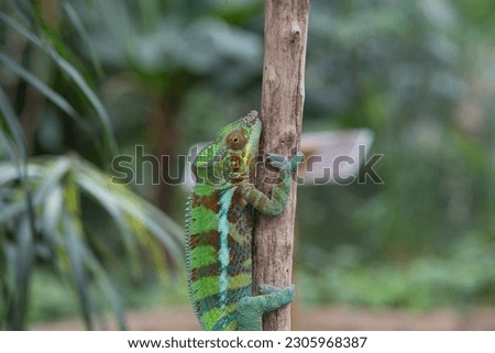 a splendid specimen of panther chameleon with multiple colors, camouflage in chameleons
