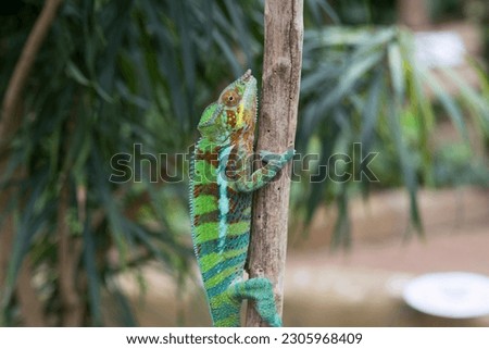 a splendid specimen of panther chameleon with multiple colors, camouflage in chameleons
