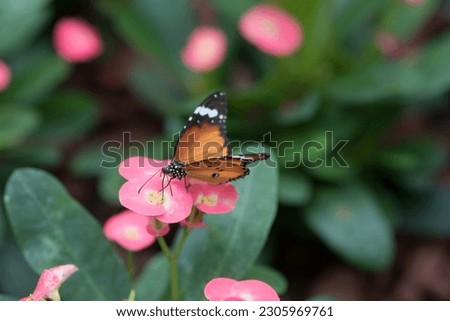 beautiful tropical butterfly in its natural environment
