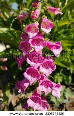 Close up of the flower trumpets on a foxglove plant.