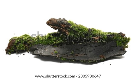 Fresh green moss on wet tree bark isolated on white, side view Royalty-Free Stock Photo #2305980647