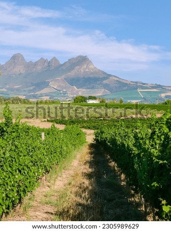 Vineyard landscape at sunset with mountains in Stellenbosch, near Cape Town, South Africa. wine grapes on the vine in the vineyard Western Cape South Africa during summer Royalty-Free Stock Photo #2305989629