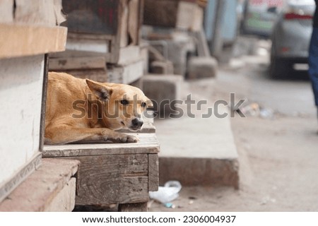 Stray Dog Sitting on the Street Side Path and relaxing                 
