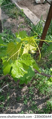 Young grapes unripe brush leaves Royalty-Free Stock Photo #2306006447