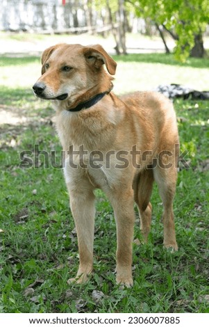 stray puppy dog full body photo on green grass background