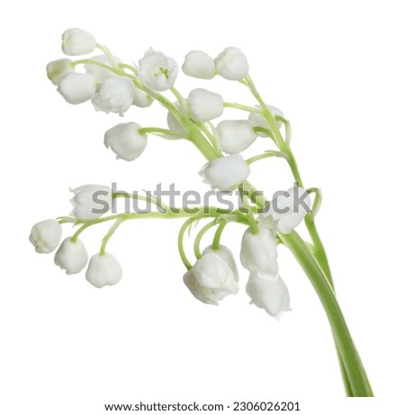 Beautiful lily of the valley flowers on white background Royalty-Free Stock Photo #2306026201