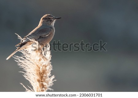 
Paws of "Gauchito Serrano" (Agriornis montanus) in Pampa de Achala Córdoba Argentina. Perched on wood.  Royalty-Free Stock Photo #2306031701