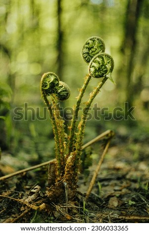 Young green shoots of ferns (Polypodiophyta)
