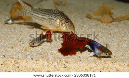 Multi color Poecilia reticulata,on nature background with clipping path,platinum guppy fish.red dragon guppy fish