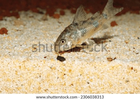 Multi color Poecilia reticulata,on nature background with clipping path,platinum guppy fish.red dragon guppy fish Royalty-Free Stock Photo #2306038313