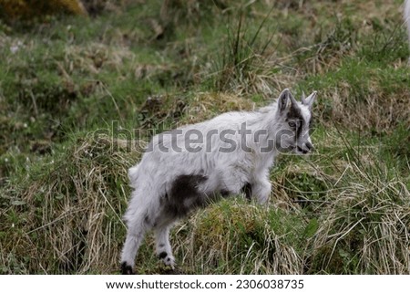 This Picture shows a baby goat climbing a hill. This photo was taken on may 19, 2023.