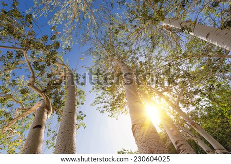 Park with silver birch trees