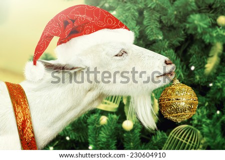 Young White goat wearing santa claus hat and ribbon decorates golden new years Toys green Christmas tree