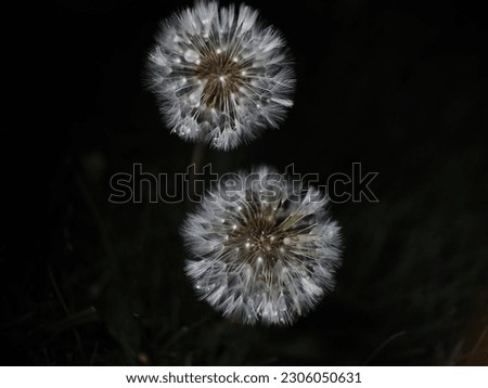 Nature's Delicate Beauty: Common Dandelion Close-Up Night Photography