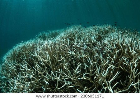Staghorn corals begin to bleach on a reef off the coast of West Papua, Indonesia. This tropical region harbors extraordinary marine biodiversity but high temperatures threaten the marine life. Royalty-Free Stock Photo #2306051171