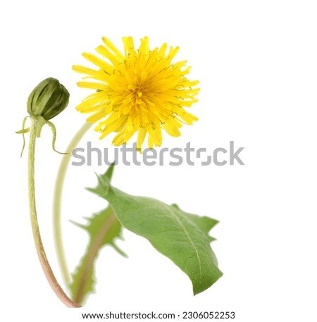 Dandelion flowers, taraxacum officinale - whole plant Royalty-Free Stock Photo #2306052253
