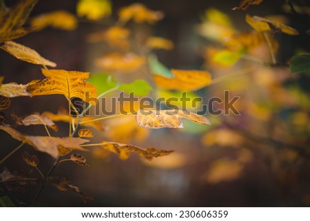 leaves in autumn forest