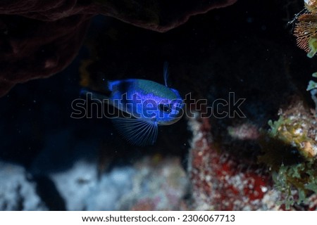 Blue chromis swimming in a reef