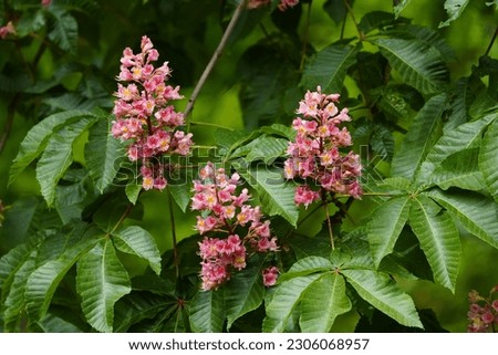 Aesculus × carnea, or red horse-chestnut, Sapindaceae family, is an artificial hybrid between A. pavia (red buckeye) and A. hippocastanum (horse-chestnut). Hanover district, Germany Royalty-Free Stock Photo #2306068957