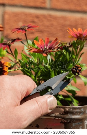 Cutting deadheading Osteospermum flower plants with a metal garden cutter can. In an old metal box planter Royalty-Free Stock Photo #2306069365