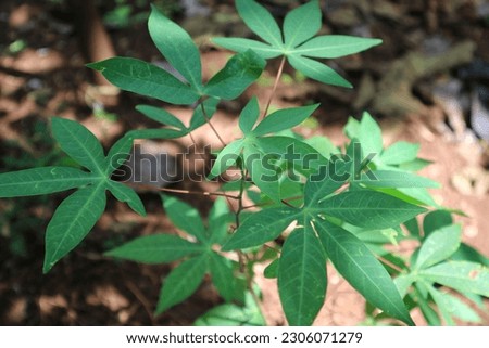 Cassava leaves with young leaf shoots that contain many benefits for the human body - Manihot esculenta Leaves


