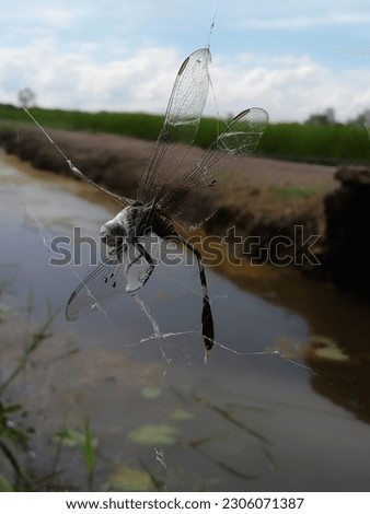 a dragonfly trapped in a spider's web at the edge of an irrigation water stream