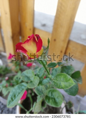Mi personal Garden Rose and Suculent
