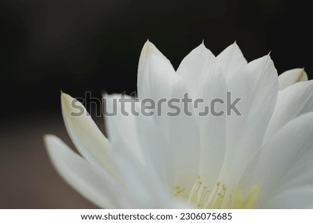 Closeup blooming white waterlily on black background. White flower on sunlight background. White lotus