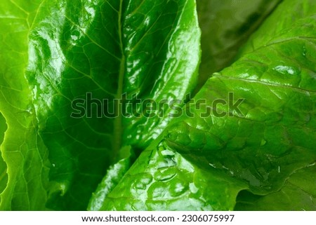 Romaine lettuce leaves in close-up view. Full frame. Vegetable and healthy eating background Royalty-Free Stock Photo #2306075997