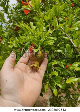 Flower and fruit of pomegranate tree against blue sky in spain