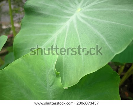 Taro leaves with broad leaf surfaces and fresh green color grow in the plantation soils of Asian monsoons