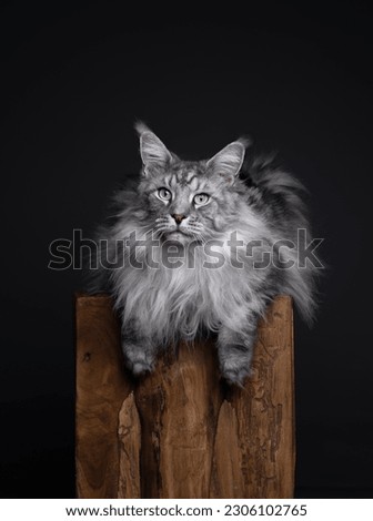 silver tabby maine coon cat resting on a wooden podest. The cat is relaxed lying on front with paws hanging down. studio shot with copy space