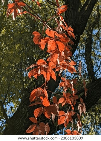 beautiful picture of red leaf