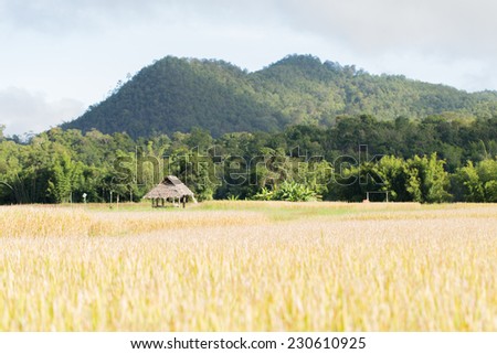 cornfield in thailand