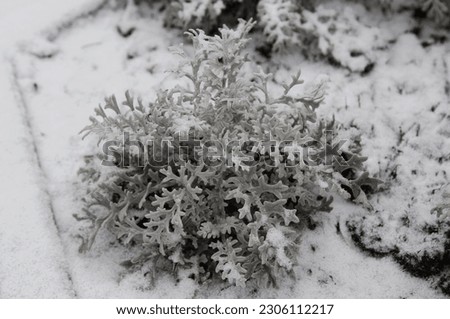 ornamental plant with silvery leaves covered with snow in flowerbed in winter park Royalty-Free Stock Photo #2306112217