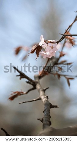 Sakurа blossom  in the park, oriental cherry. Spring blossom. Pink blossom 
