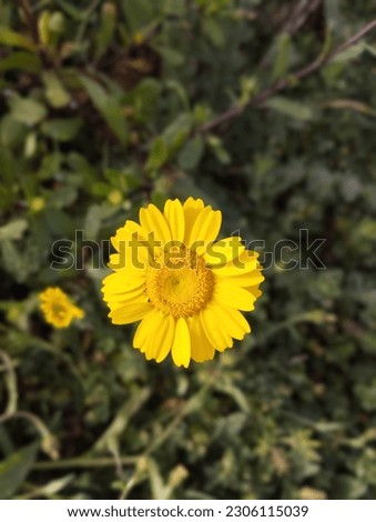 spring yellow flower Ericeira wsr