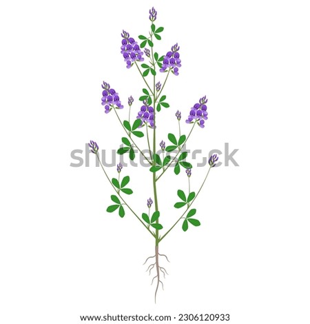 Alfalfa plant with flowers and roots on a white background. Royalty-Free Stock Photo #2306120933