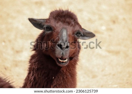 Head of a lama in the zoo