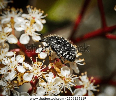 Close-up of a white spotted rose beetle on white flowers in the sunlight with a soft focused background