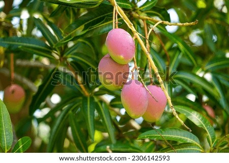 Mango grows on a tree in nature.                              Royalty-Free Stock Photo #2306142593