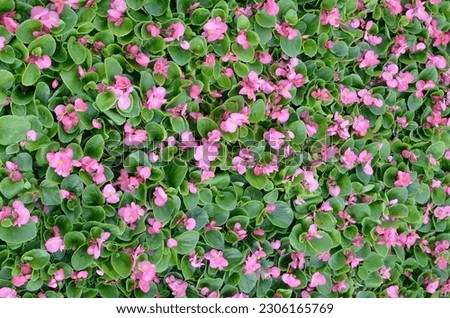 Cover photo of pink begonia flowers. Floral pattern. Flower background texture close up