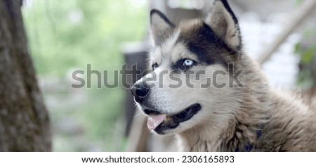 Alaskan Malamute with blue eyes. The Arctic Malamute is a wonderful fairly large dog native type designed to work in harness, one of the oldest breeds of dogs Royalty-Free Stock Photo #2306165893