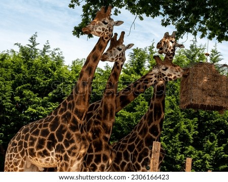 giraffes - heads of african giraffe animals photo from below