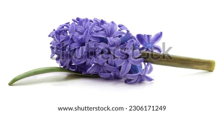 One purple hyacinth isolated on a white background.