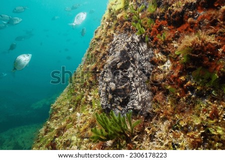 Animal camouflage, Octopus vulgaris mollusc underwater hidden on a rock in the ocean, natural scene, Eastern Atlantic, Spain, Galicia Royalty-Free Stock Photo #2306178223